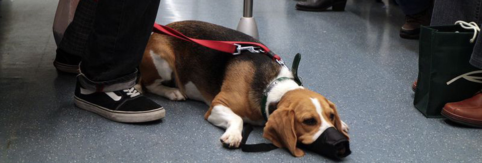 Dog in the metro of Barcelona