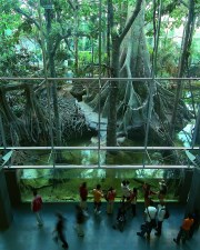 Bosc Inundat. Museu de la Ciència Cosmocaixa