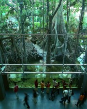 La fôret inondée. Museu de la Ciència Cosmocaixa