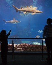 les gens regardent les requins dans l'Aquarium