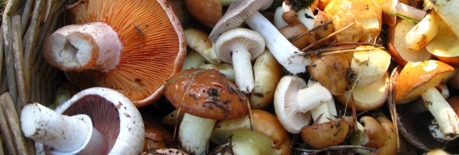 Wild mushroom season