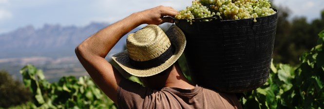 Grap harvest season. Caves Llopart