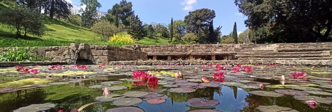Water Lily Barcelona