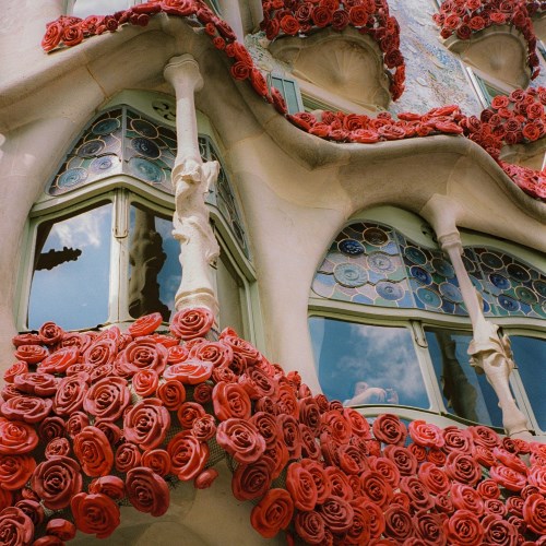 La rose de Sant Jordi